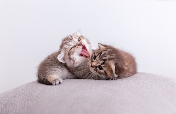 dois gatos de pelagem cinza deitados um de frente para o outro. Um dos gatos está com a boca aberta mostrando os dentes e a lingua.