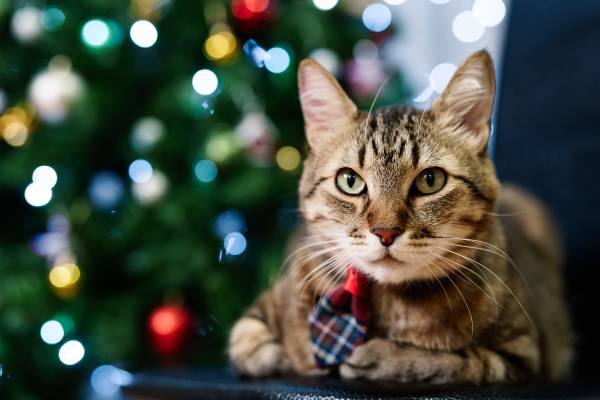 gato de pelagem cinza, preta e branca, com uma gravata xadrez, olhando para a leitora. Ao fundo vê-se uma árvore de natal montada. arvore-para-gatos