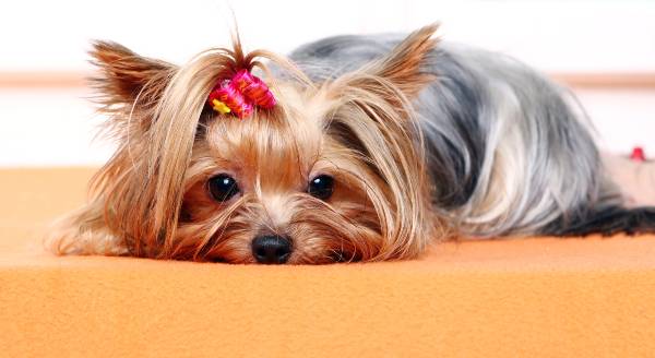 cachorro yorkshire com a pelagem marrom e cinza e um lacinho rosa na cabeça, deitada na cama. caes-pequenos-peludos-yorkshire