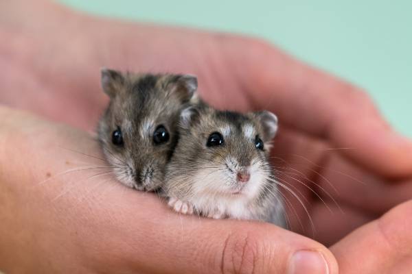 mãos de uma pessoa segurando 2 hamsters sírios de pelagem cinza com branco. quanto-tempo-vive-um-hamster-sirio