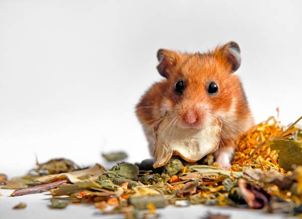 hamster sirio adulto encima de comida (grãos, cereais, folhagens) comendo um pedaço de comida natural