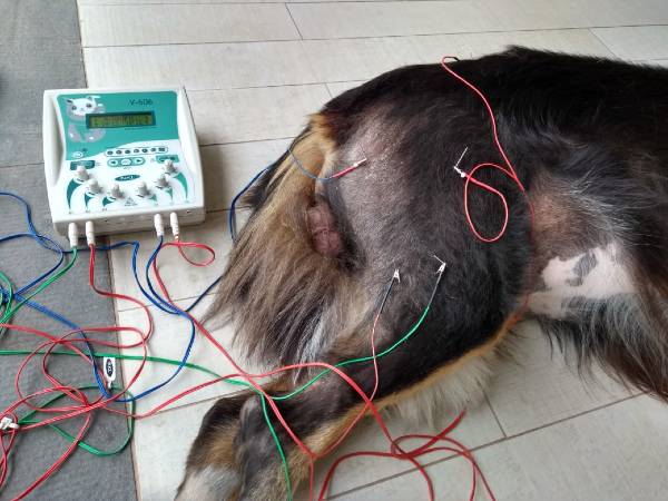 cachorro deitado e em tratamento com eletro acupuntura nos quadris. eletroacupuntura