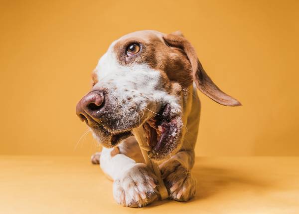 cachorro de pelagem branca e marrom segurando um petisco natural com as patas e mordendo.