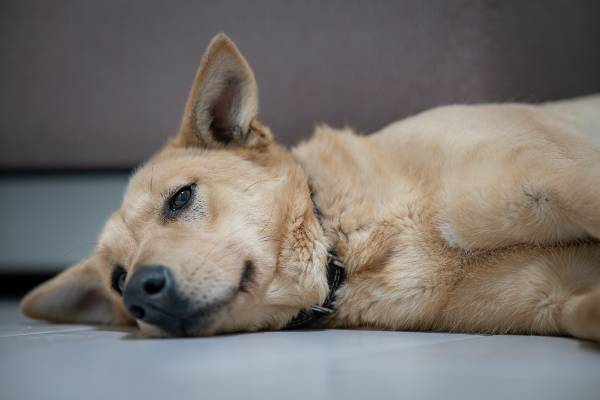 cachorro deitado com o olhar perdido