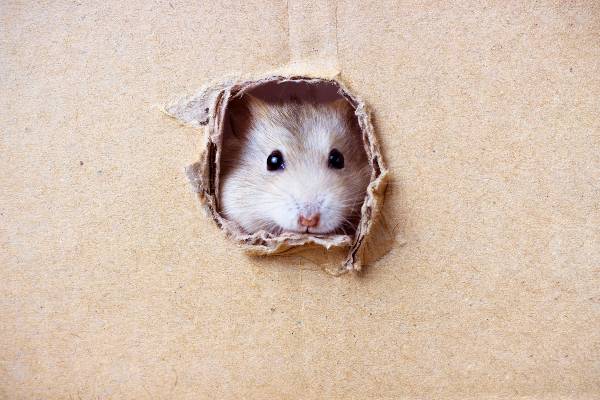 hamster chines olhando para o leitor através de um burado em uma caixa de papelão