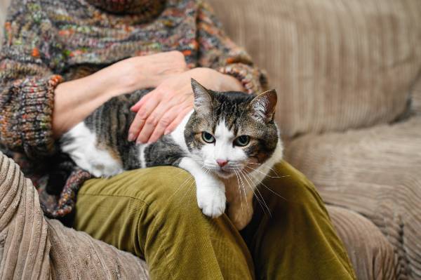 gato adulto de pelagem cinza com brando deitado no colo de uma mulher sentada no sofá. idade dos gatos