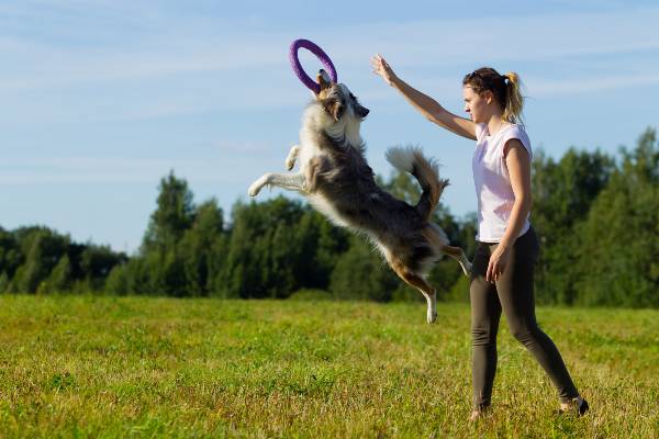 adestradora jogando um objeto circular para o cachorro pular e pegar