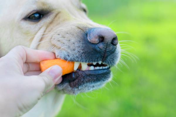 uma mão humana dando cenoura para um cachorro de pelagem marrom