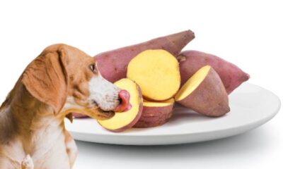 cachorro-pode-comer-batat-doce