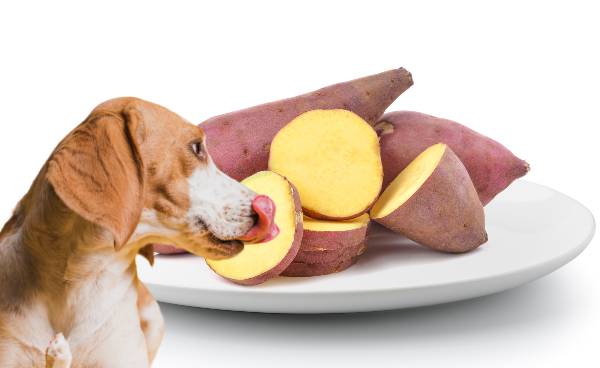 cachorro lambendo a boca olhando para batata doce