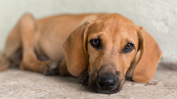 cachorro filhote magro e com a cara abatida olhando para o leitor