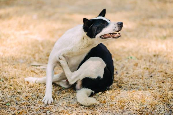 cachorro branco e preto se coçando