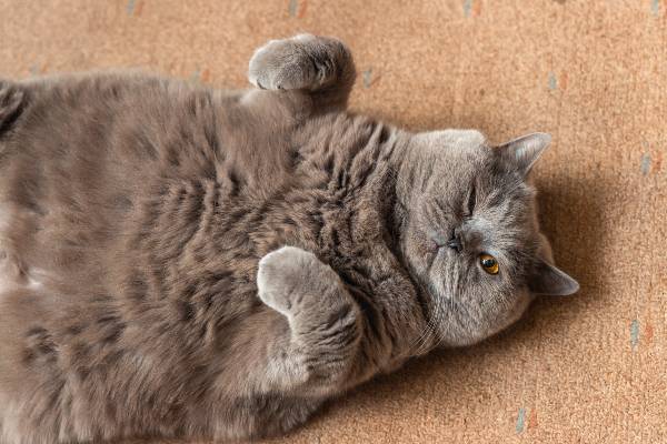 gato gordo deitado no chão com a barriga para cima