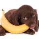 cachorro-pode-comer-banana