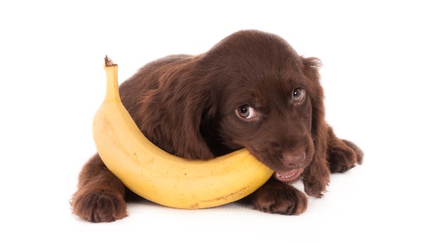 filhote de cachorro labrador com pelagem marrom. O filhote está deitado de frente, olhando para a leitora e mordendo uma banana com casca