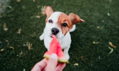 cachorro pode comer melancia