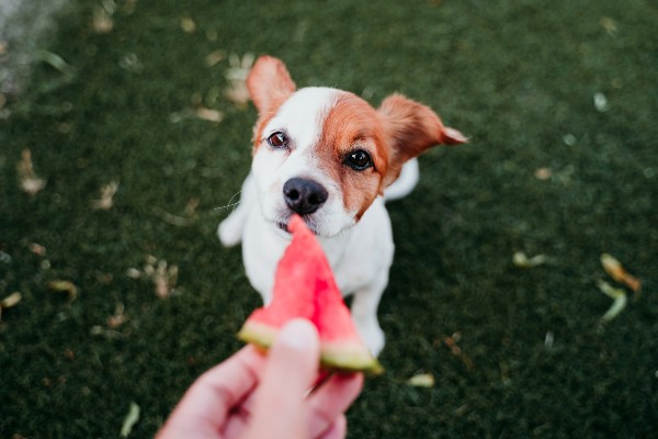 cachorro fox paulistinha sentado em um gramado olhando para a leitora. Mão de tutor mostrando uma fatia de melancia para o cachorro