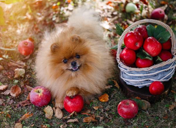 cachorro da raça spitz em um campo com várias maçãs em volta. Ao lado do cachorro exite uma cesta de palha pintada de azul clara e com várias maçãs vermelhas dentro.