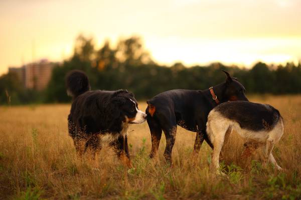 três cachorros andando no campo gramado cheirando uns aos outros