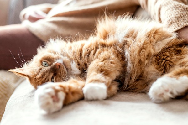 gata de pelo longo de cores marrom clara e branca, deitada no sofá com a barriga para cima