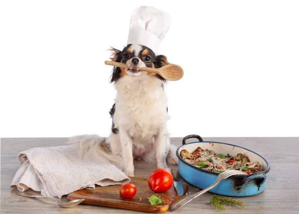 cachorro fox paulistinha de cor branca preta e amarela com chapeu de chef de cozinha mordendo uma colher de pau. O cachorro está sentado em uma tábua de cozinha ao lado de um pano de mão, dois tomates e uma panela com alimentos cozidos.