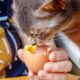 gato pode comer ovo
