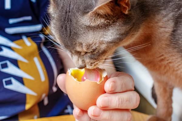 tutor segurando um ovo quebrado para que seu gato possa comer o ovo. Gato adulto lambendo a gema do ovo
