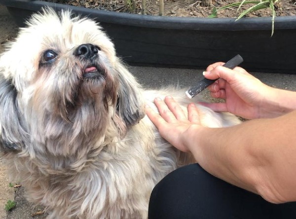 cachorro de pelo longo branco olhando para a leitora. O cachorro está sentado no chão enquanto recebe o tratamento da Medicina veterinária tradicional chinesa pela moxabustão