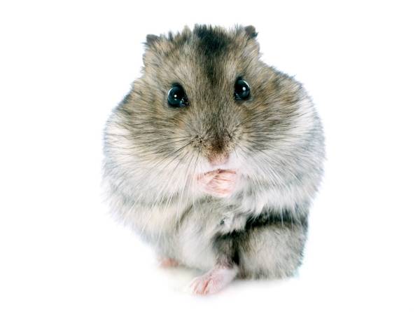 mini hamster anão russo sentado com as patas dianteiras fechadas e perto da boca