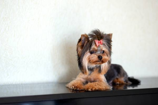 cadela da raça yorkshire deitada em um móvel de madeira escura