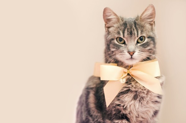 gato de pelo médio cinza tigrado olhando para a leitora. O gato está com um laço amarelo e não é possível identificar se é macho ou fêmea.