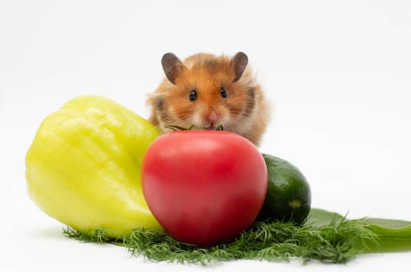 Hamster de pelagem marrom e branca subindo em três legumes (um pimentão, um tomate e um pepino)