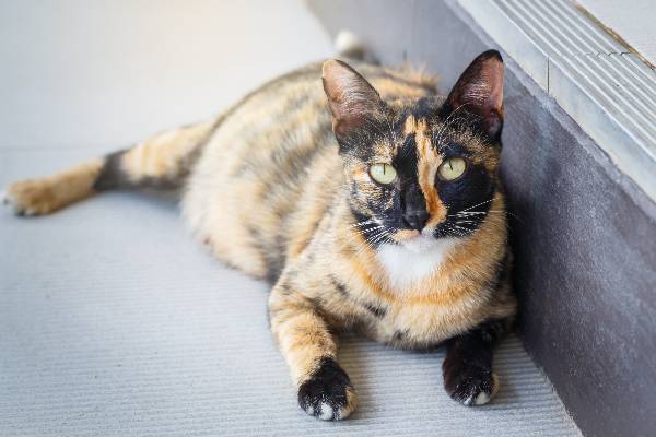 gatinha com pelo curto nas cores laranja, preto e branco deitada em um piso cinza.