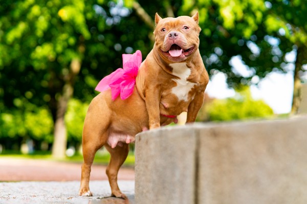 cadela pitbull com a pelagem marrom e branco com um laço na cintura em pé no meio fio da uma praça arborizada.