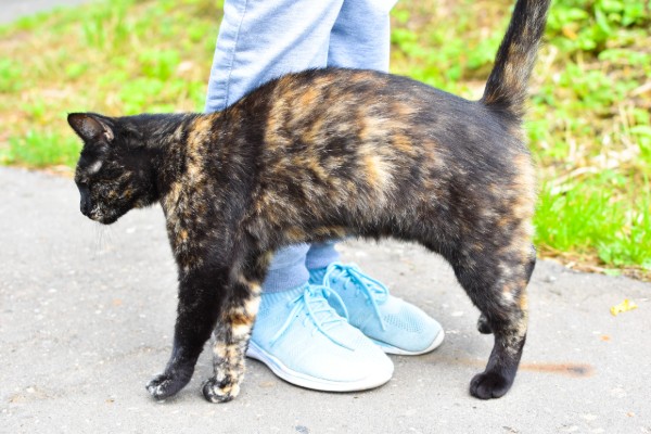 gata preta e amarela passando as costas na perna de uma pessoa. Um dos sinais do cio da gatinha.