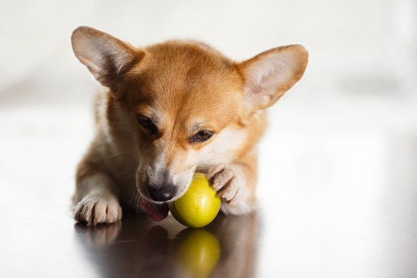 cachorro segurando uma manga com a pata, enquanto morde a fruta
