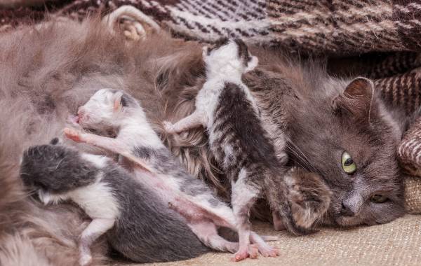 3 GATINHOs RECEM NASCIDOs FRACO tentando amamentar