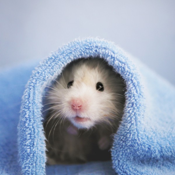 hamster com a pelagem clara embaixo de uma toalha, numa alusão ao tema pode dar banho em hamster?