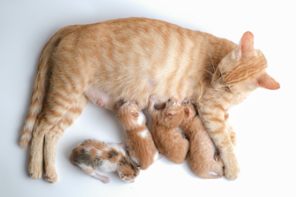 gata recém parida de cor creme e laranja com 4 filhotes coloridos. 3 em posição de mamada e um deitado ao lado da mãe. mostrando algumas características de como saber se a gatinha tem leite, como: Mamas cheias, filhotes buscando o peito.