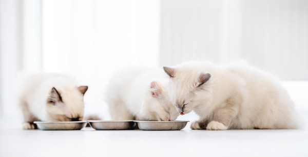 três gatos com pelo longo e branco orelhas escuras comendo em tigela rasa