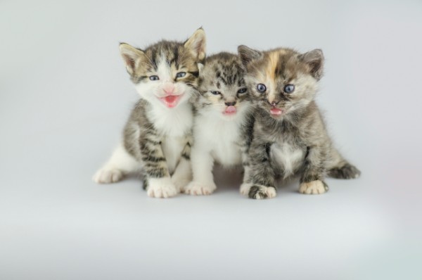 três filhotes de gato olhando para a leitora.