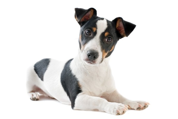 cachorro da raça paulistinha com a pelagem branca, preto e amarela. O cachorro está olhando para a leitora com uma expressão de dúvida.