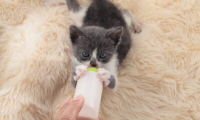 leite caseiro para filhote de gatos