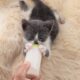 leite caseiro para filhote de gatos