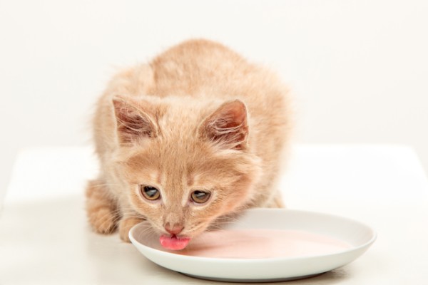 filhote de gato com pelagem amarela tomando leite em uma tigela rasa