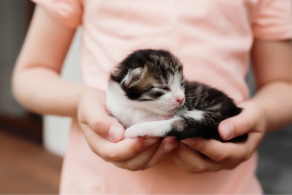 criança branca com camisa rosa clara segurando um gato filhote na palma das mães. O gato está com os olhos fechados.