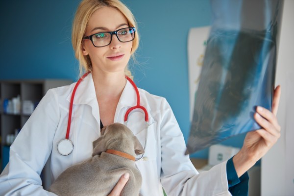 veterinária branca e loura, usando óculos e estetoscópio, em seu escritório com um cachorro filhote de pelagem cinza nos braço. A veterinária está avaliando um radiografia da displasia coxofemoral em cães