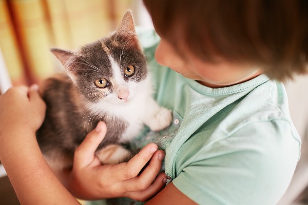 Criança com camisa verde clara abraçando um filhote de gato com a pelagem cinza, amarela e branca. Gatinho filhote olhando para o leitor.