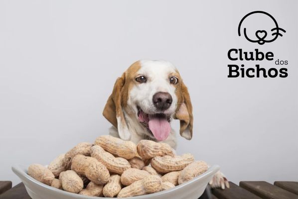 cachorro com a pelagem branca e creme, com a lingua de fora, sobindo na mesa de madeira para alcançar o pote de amendoim para cachorro com casca.