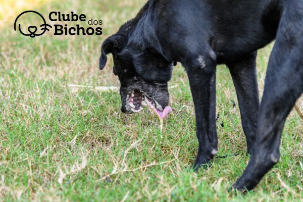 cachorro no gramado em posição de vômito. O cachorro apresenta uma grande salivação e o vômito ainda escorrendo pela lingua.